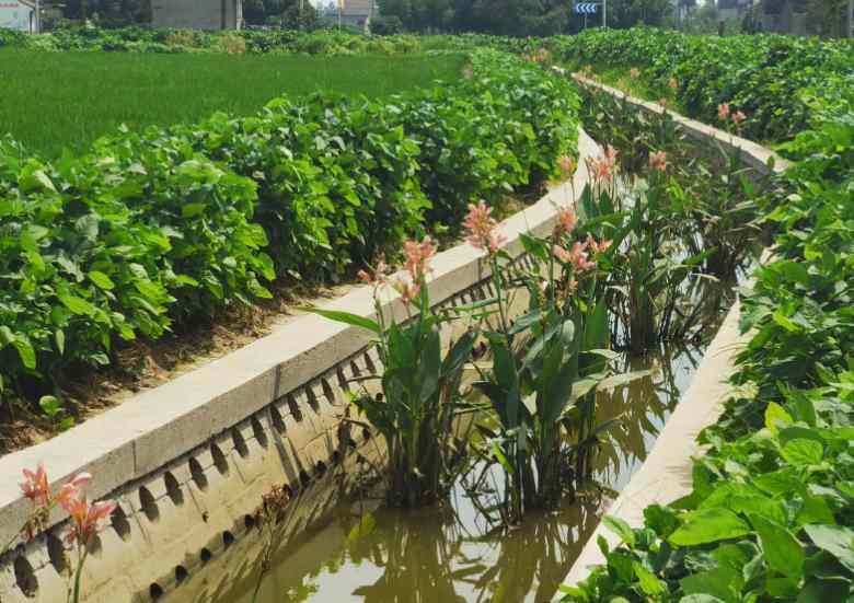 生態(tài)塘的作用有哪些(生態(tài)塘處理技術(shù)講解) 生態(tài)塘的作用有哪些(生態(tài)塘處理技術(shù)講解)
