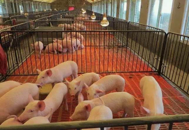 養豬場廢水處理設備(豬場污水處理豬場廢水處理設備) 養豬場廢水處理設備(豬場污水處理豬場廢水處理設備)